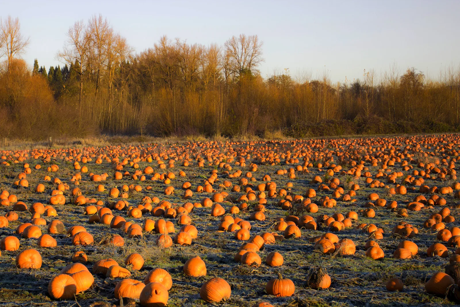 Frost on a pumpkin field at sunrise. The picture was not taken in Asheville.