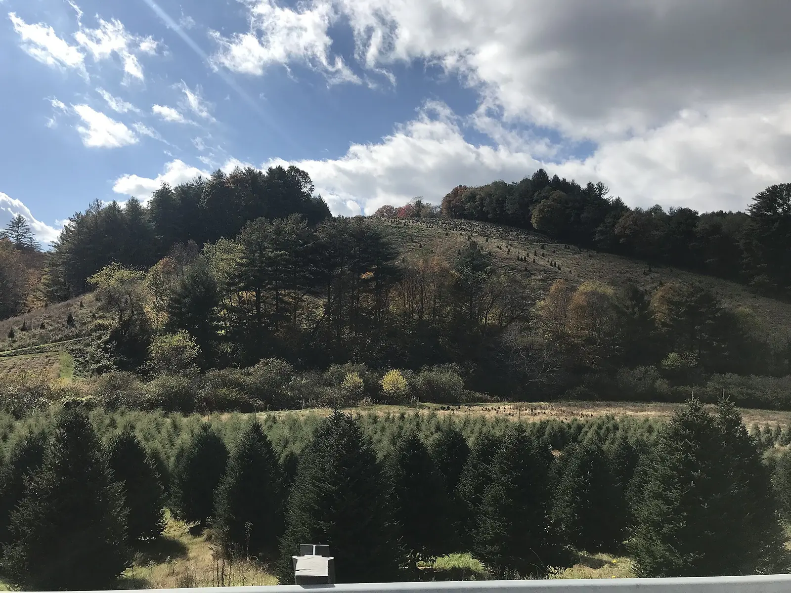 Rows of Christmas trees on a farm in Ashe County, North Carolina.