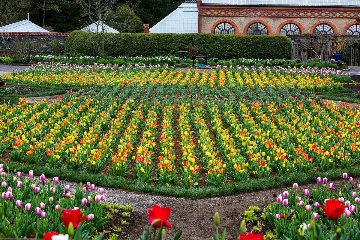 Tulips in bloom in the Walled Garden below the conservatory at Biltmore Estate in Asheville.