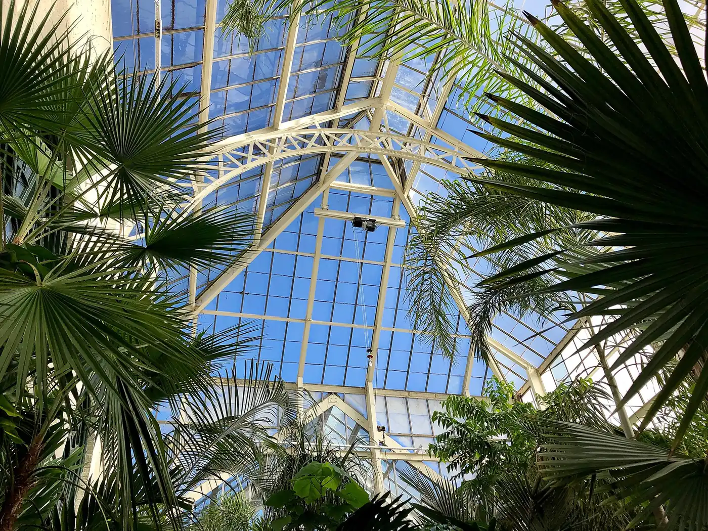 Palms under the glass roof of the Walled Garden Conservatory at Biltmore Estate in Asheville.