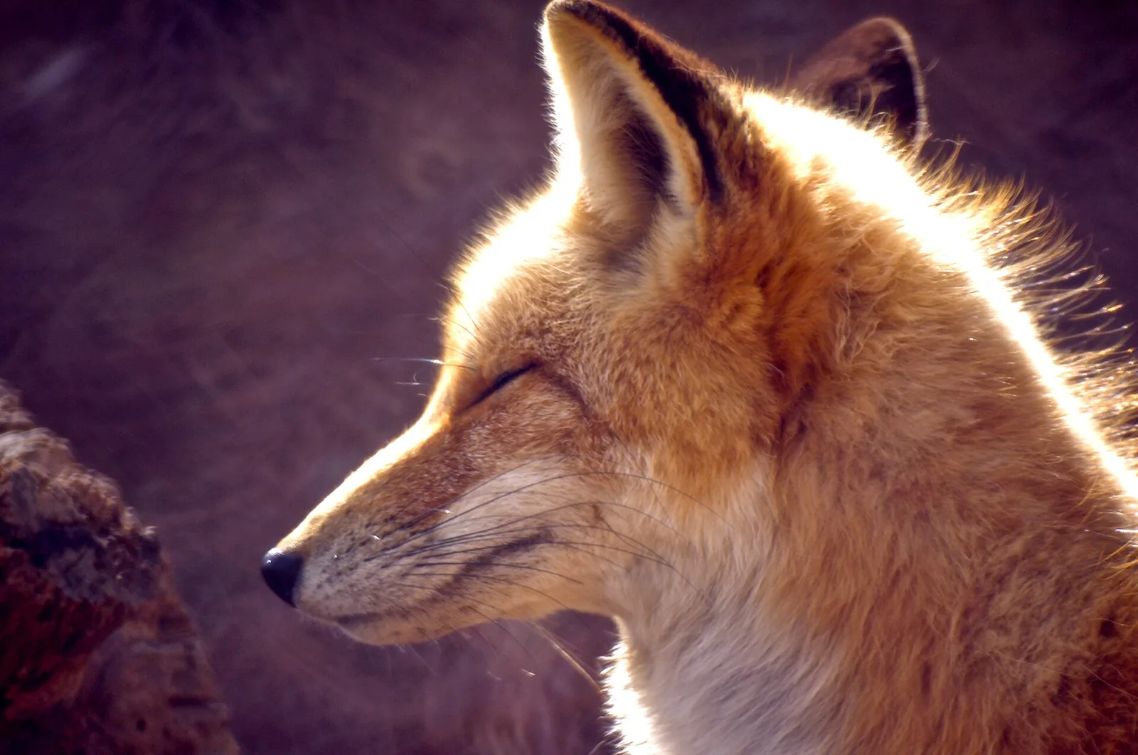 A red fox at the Western North Carolina Nature Center, the city-owned wildlife park in Asheville.
